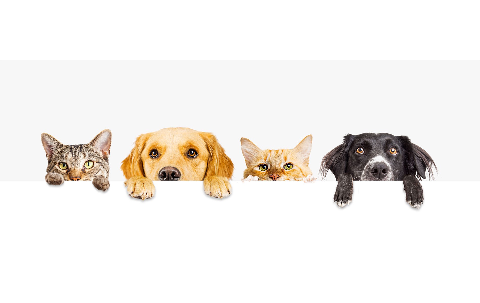 L’adoption d’un animal domestique engage son propriétaire à effectuerun suivi régulier de la santé de l’animal ainsi que de son hygiène